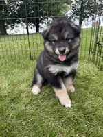 Loki, a female Alaskan Malamute for sale in Melrose, MN – 2 of 4