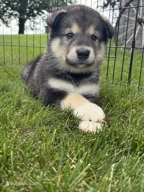 Niko – Alaskan Malamute puppy for sale in Melrose, MN