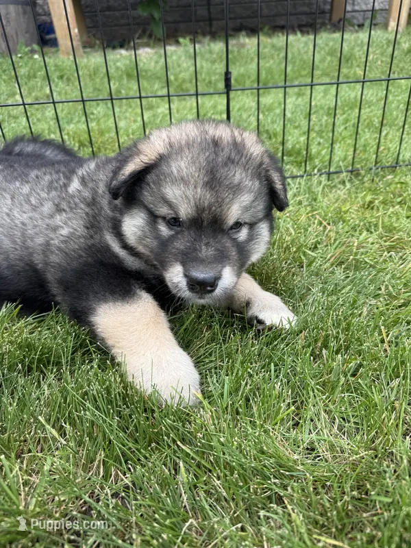 Lola – Alaskan Malamute puppy for sale in Melrose, MN