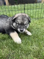Lola, a female Alaskan Malamute for sale in Melrose, MN – 1 of 4