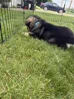 Niko, a male Alaskan Malamute for sale in Melrose, MN – 3 of 4
