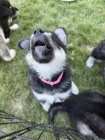 Luna, a female Alaskan Malamute for sale in Melrose, MN – 2 of 6
