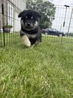 Luna, a female Alaskan Malamute for sale in Melrose, MN – 2 of 4