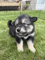 Loki, a female Alaskan Malamute for sale in Melrose, MN – 3 of 4