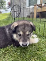 Niko, a male Alaskan Malamute for sale in Melrose, MN – 2 of 4