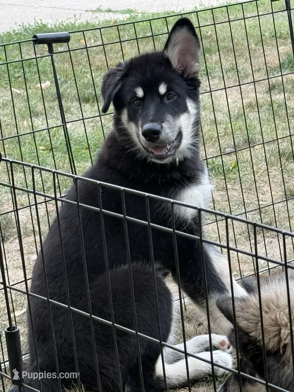 Luna – Alaskan Malamute puppy for sale in Melrose, MN