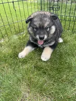 Lola, a female Alaskan Malamute for sale in Melrose, MN – 4 of 4