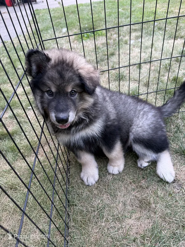 Lola – Alaskan Malamute puppy on hold in Melrose, MN