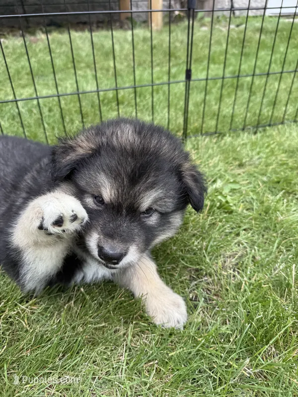 Loki – Alaskan Malamute puppy for sale in Melrose, MN