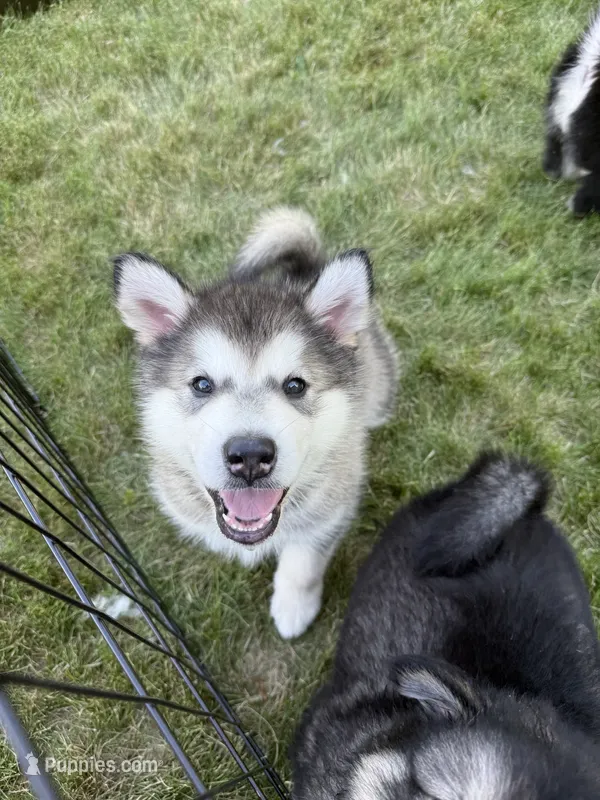 Lakota – Alaskan Malamute puppy for sale in Melrose, MN