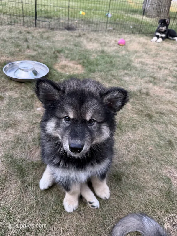 Loki – Alaskan Malamute puppy for sale in Melrose, MN