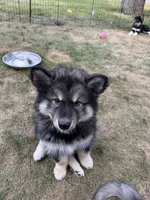 Loki, a female Alaskan Malamute for sale in Melrose, MN – 1 of 7