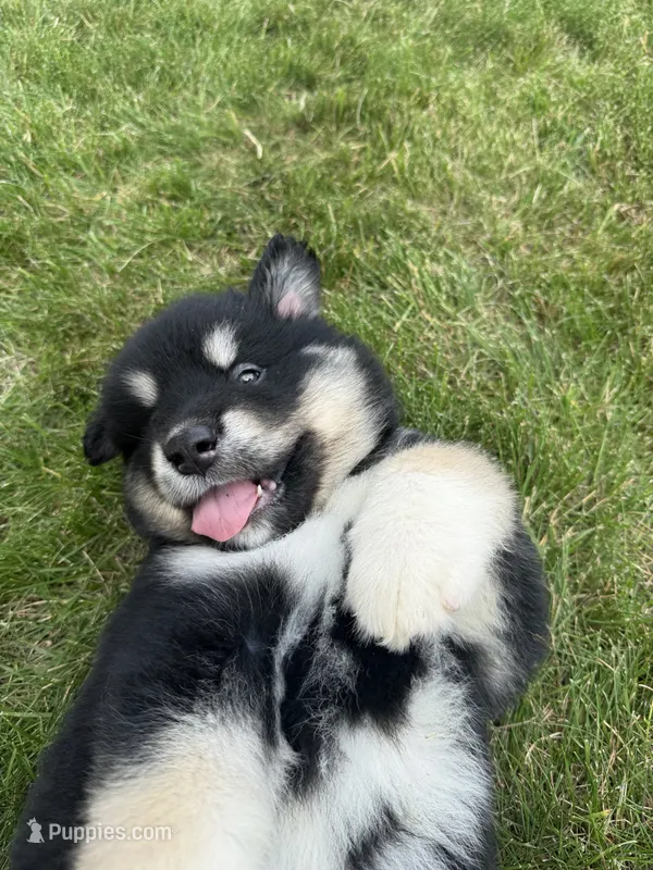 K.J.  – Alaskan Malamute puppy for sale in Melrose, MN