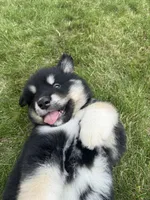 K.J. , a male Alaskan Malamute for sale in Melrose, MN – 1 of 4