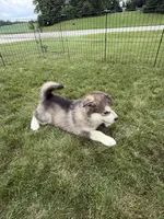 Lakota, a male Alaskan Malamute for sale in Melrose, MN – 3 of 4