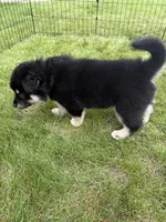 Luna, a female Alaskan Malamute for sale in Melrose, MN – 4 of 4