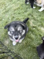 Loki, a female Alaskan Malamute for sale in Melrose, MN – 3 of 7