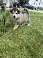 Lakota, a male Alaskan Malamute for sale in Melrose, MN – 2 of 4