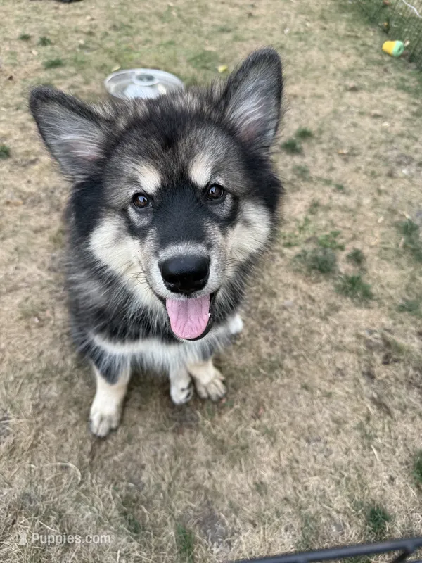 Loki – Alaskan Malamute puppy for sale in Melrose, MN