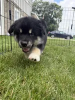 Luna, a female Alaskan Malamute for sale in Melrose, MN – 3 of 4
