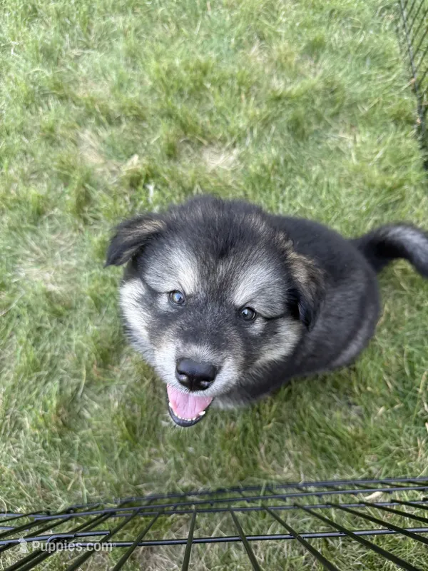 Loki – Alaskan Malamute puppy for sale in Melrose, MN