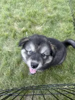 Loki, a female Alaskan Malamute for sale in Melrose, MN – 2 of 7