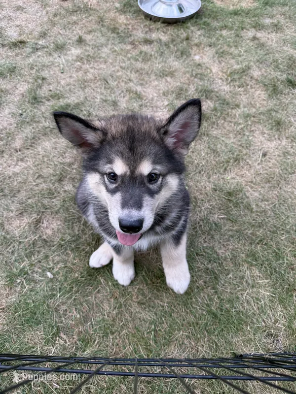 Niko – Alaskan Malamute puppy for sale in Melrose, MN