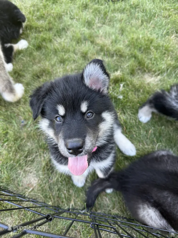 Luna – Alaskan Malamute puppy for sale in Melrose, MN