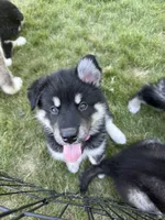 Luna, a female Alaskan Malamute for sale in Melrose, MN – 1 of 6