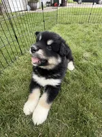 K.J. , a male Alaskan Malamute for sale in Melrose, MN – 3 of 4