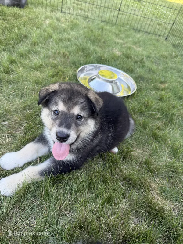 Niko – Alaskan Malamute puppy for sale in Melrose, MN