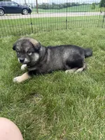 Lola, a female Alaskan Malamute for sale in Melrose, MN – 3 of 4