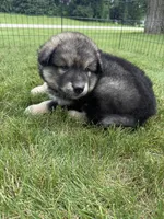 Lola, a female Alaskan Malamute for sale in Melrose, MN – 2 of 4