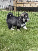 Loki, a female Alaskan Malamute for sale in Melrose, MN – 4 of 4