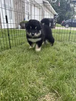 K.J. , a male Alaskan Malamute for sale in Melrose, MN – 2 of 4