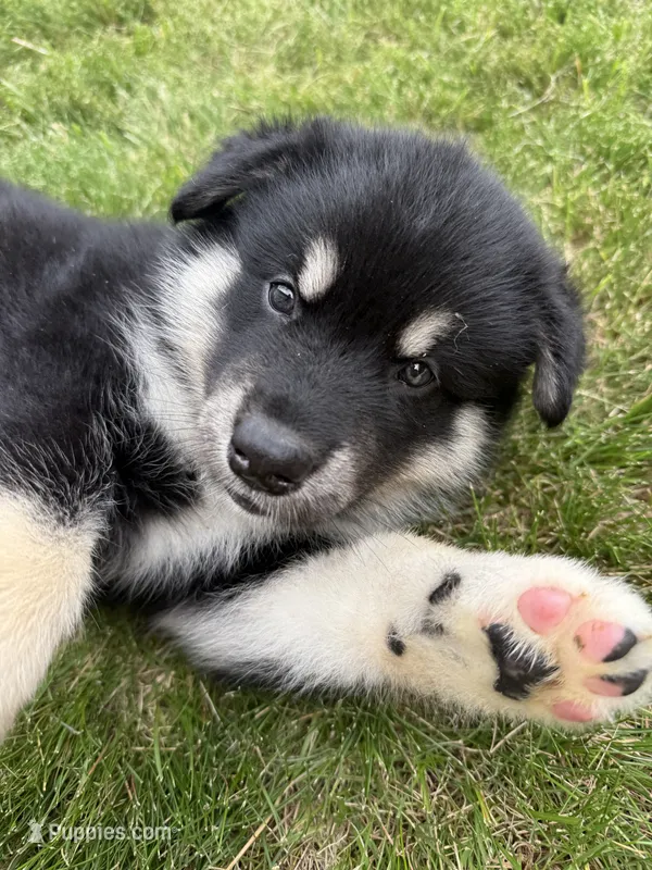 Luna – Alaskan Malamute puppy for sale in Melrose, MN
