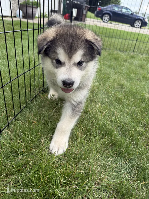 Lakota – Alaskan Malamute puppy for sale in Melrose, MN