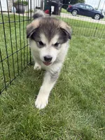 Lakota, a male Alaskan Malamute for sale in Melrose, MN – 1 of 4
