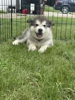 Lakota, a male Alaskan Malamute for sale in Melrose, MN – 4 of 4