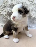 John, a male Miniature Australian Shepherd for sale in Woodruff, SC – 2 of 4