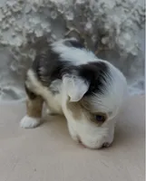 John, a male Miniature Australian Shepherd for sale in Woodruff, SC – 4 of 4