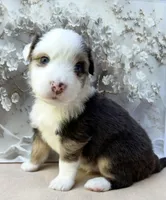John, a male Miniature Australian Shepherd for sale in Woodruff, SC – 1 of 4