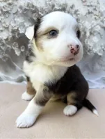 John, a male Miniature Australian Shepherd for sale in Woodruff, SC – 3 of 4