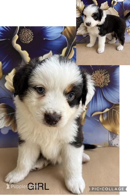 Bianca – Miniature Australian Shepherd puppy for sale in Woodruff, SC