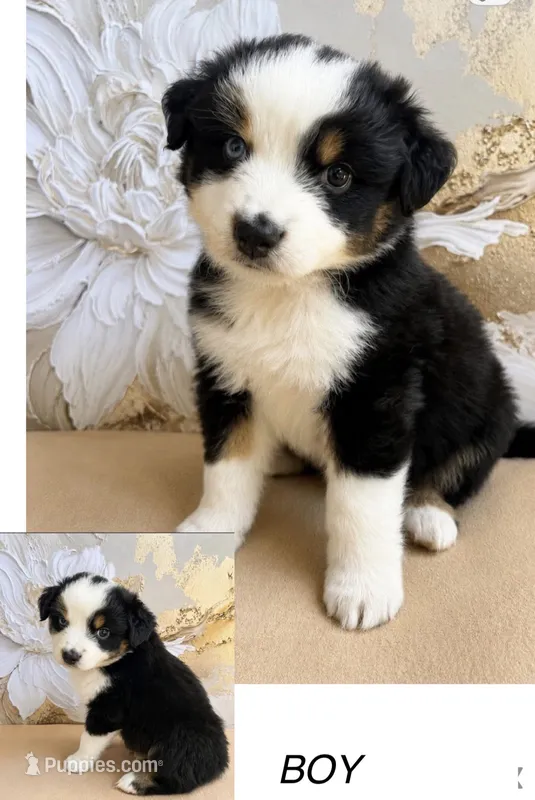 Arnold  – Miniature Australian Shepherd puppy for sale in Woodruff, SC