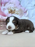 Blue, a female Miniature Australian Shepherd for sale in Woodruff, SC – 2 of 3