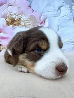 Blue, a female Miniature Australian Shepherd for sale in Woodruff, SC – 3 of 3