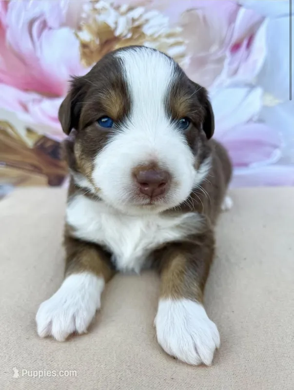 Blue – Miniature Australian Shepherd puppy for sale in Woodruff, SC