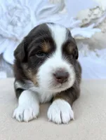 Cream , a male Miniature Australian Shepherd for sale in Woodruff, SC – 2 of 3