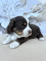 Cream , a male Miniature Australian Shepherd for sale in Woodruff, SC – 3 of 3